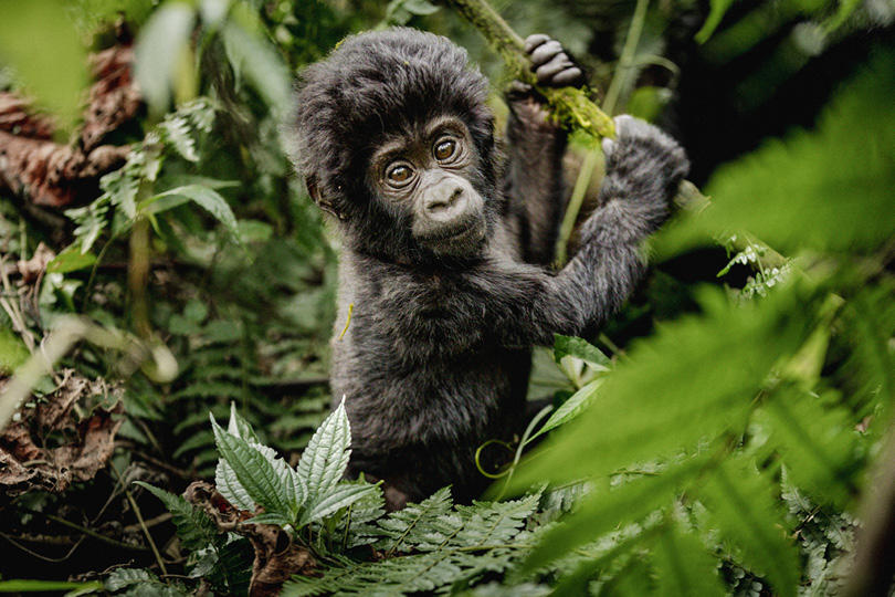 Young gorilla in Bwindi forest